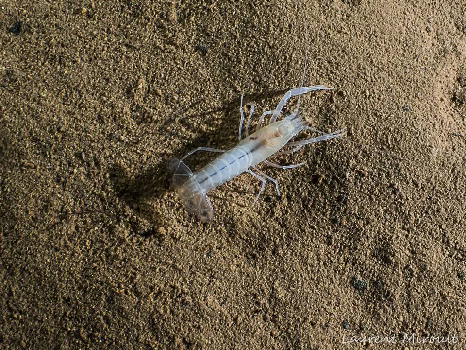 Blind Albino Crayfish