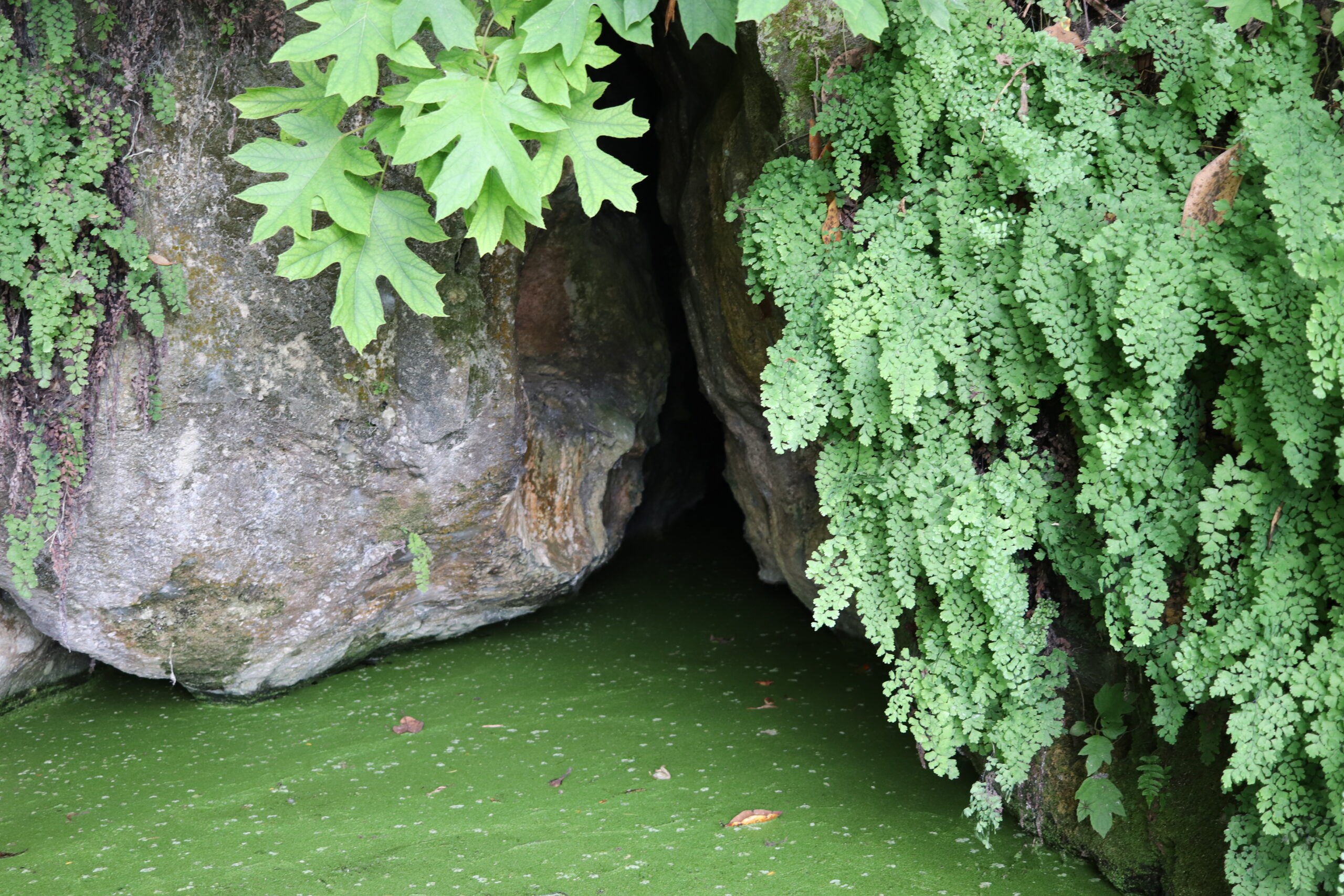 Gator Hole