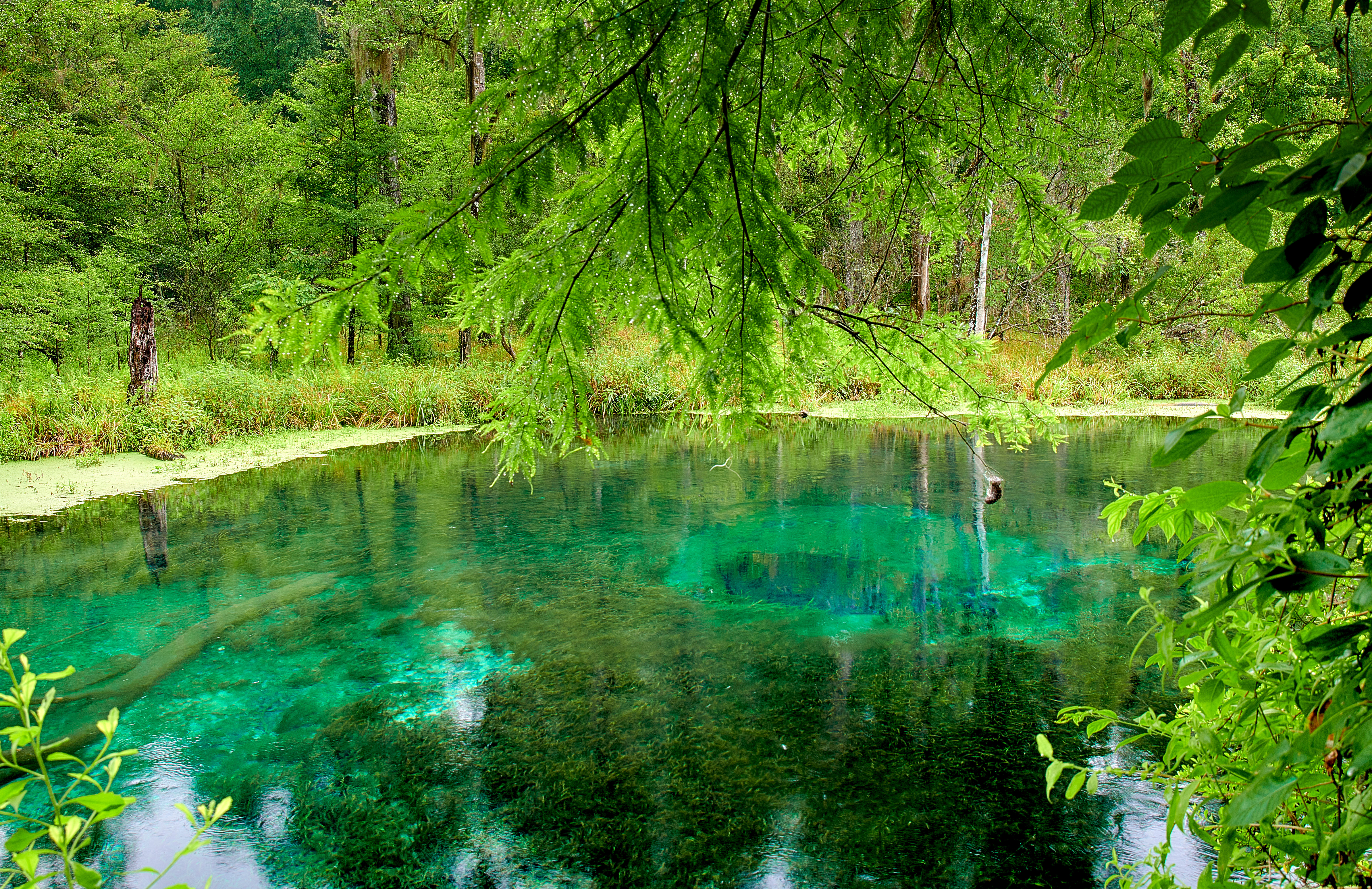 Blue Hole Spring / Ichetucknee Springs State Park