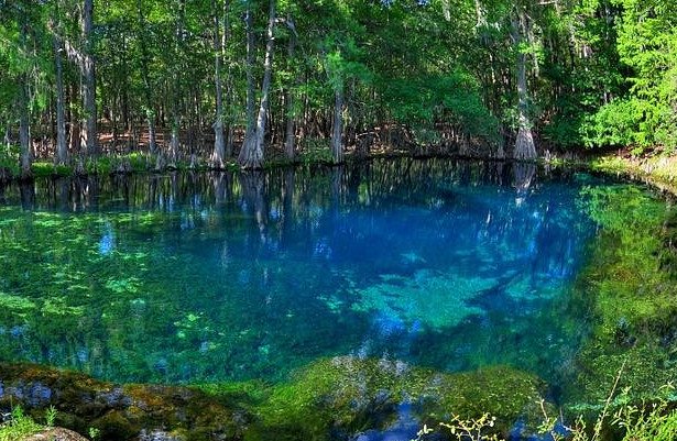 Manatee Blue Spring