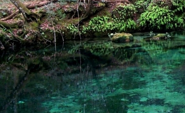 Gainer Springs