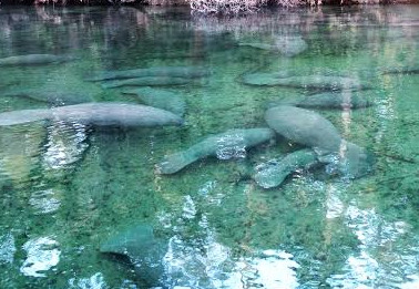 Blue Spring (Volusia County)