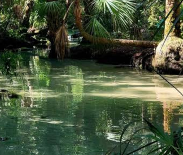 Chassahowitzka Main Spring